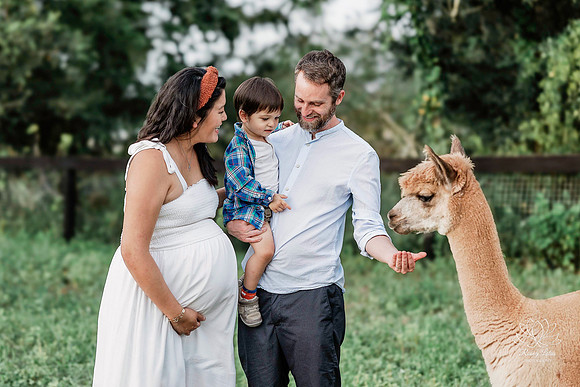 ALPACAMATERNITY-3