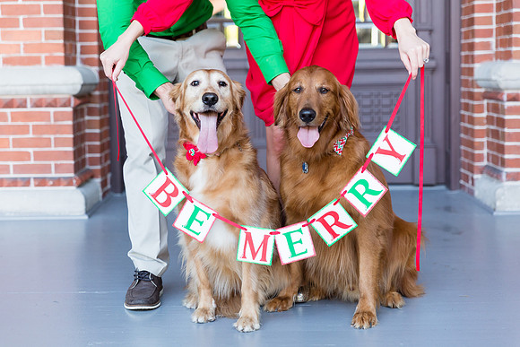 Dogs in weddings, Ocala wedding photographer
