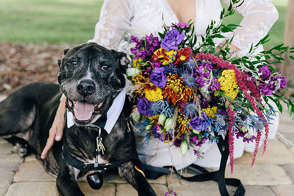 dogs in weddings, Ocala Engagement photographer