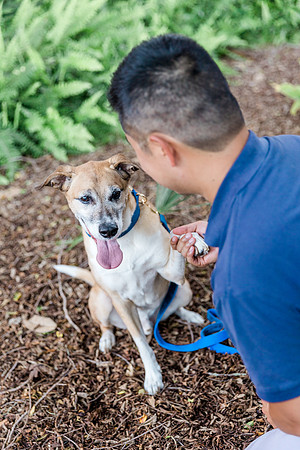 dogs in engagement sessions, Ocala Engagement photographer