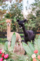 ALPACA-3