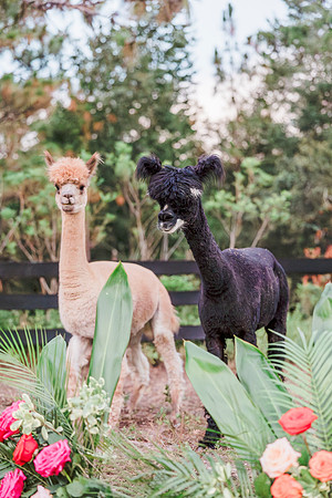 ALPACA-3