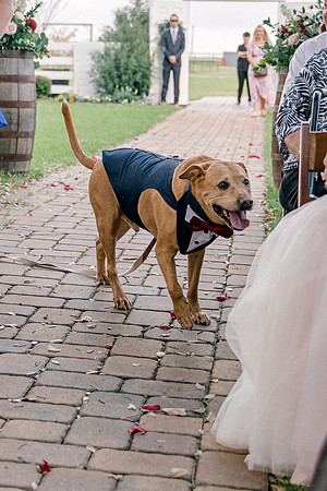 wedding-542