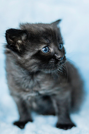 Asterkitten-1