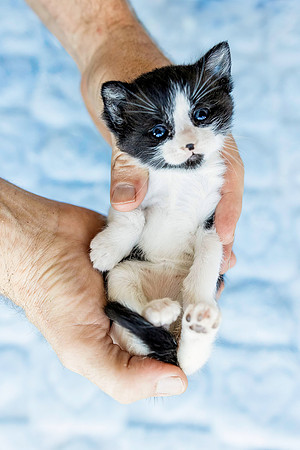 Alfalfakitten-6