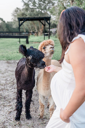 ALPACAMATERNITY-13