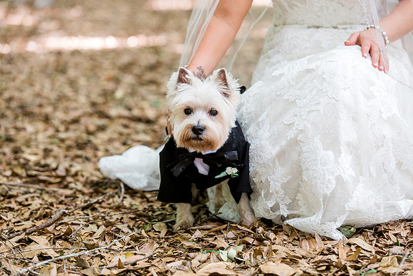 Pets in Weddings, International wedding photographer