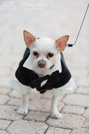 Super cute Kote in his tux