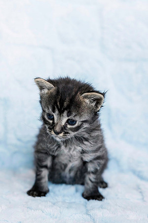 Basilkitten-7