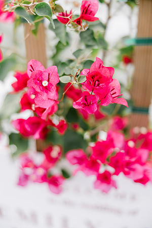 wedding-569