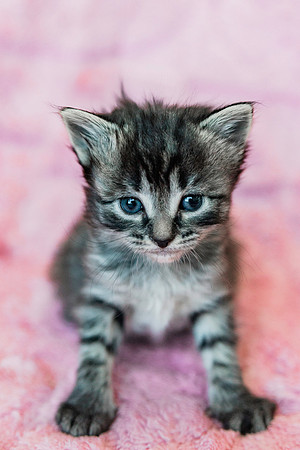 Poppykitten-5