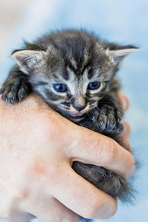 Basilkitten-4