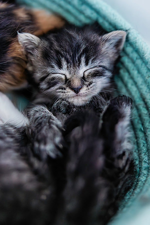 Poppykitten-1