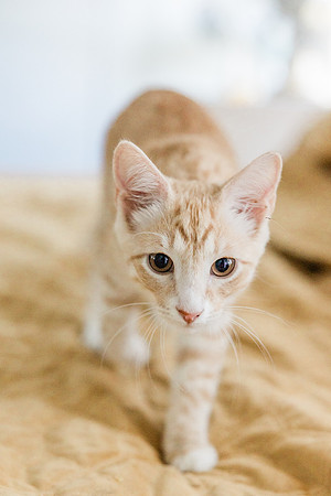 kitty-3