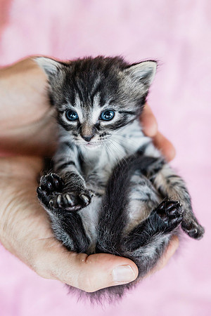 Poppykitten-7