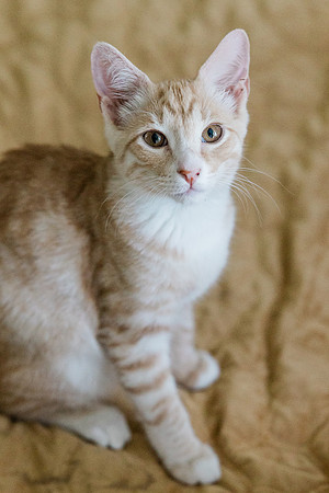 kitty-12