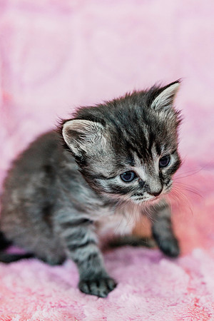 Poppykitten-6