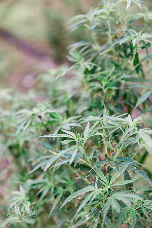 hempmansionwm-19