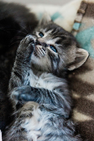 Poppykitten-3