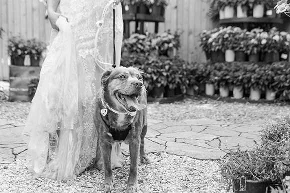wedding-231