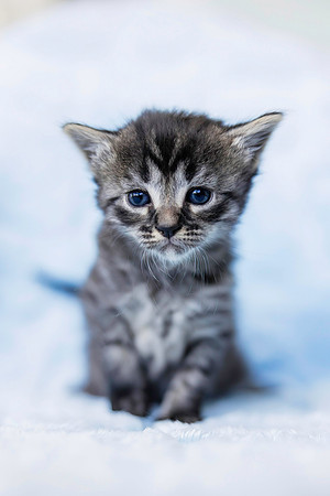 Basilkitten-2