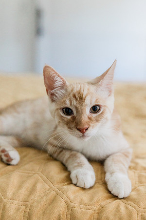 kitty-9