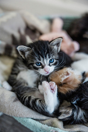 Petuniakitten-2