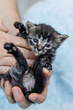 Basilkitten-5