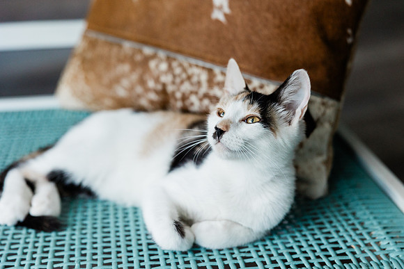 kitty-13