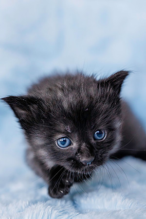 Asterkitten-2