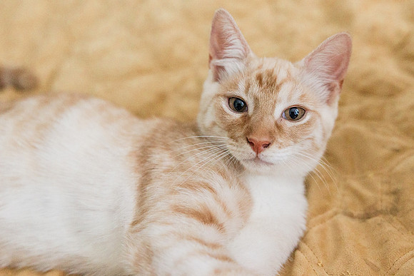 kitty-6