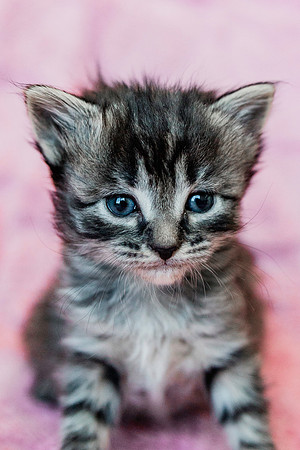 Poppykitten-4