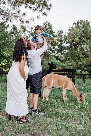 ALPACAMATERNITY-5