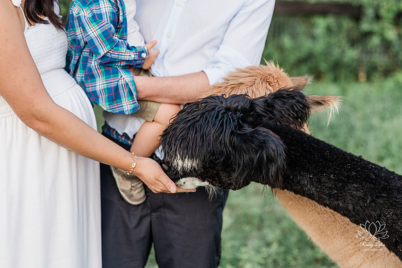 ALPACAMATERNITY-2