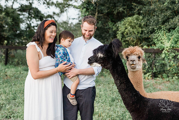 ALPACAMATERNITY-1