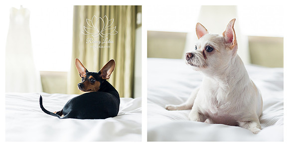 Kote and Otis!!! Love these little pups.