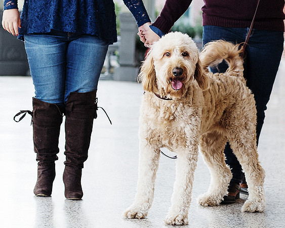 Dogs in weddings, Ocala wedding photographer