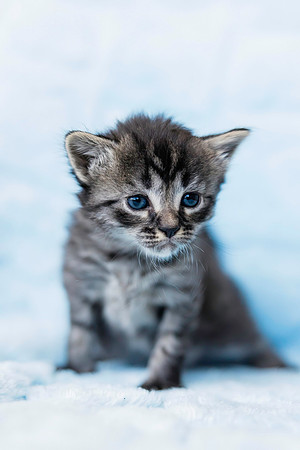 Basilkitten-1