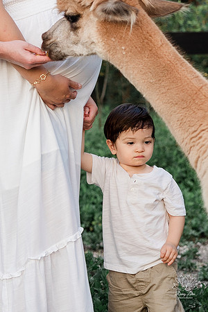 ALPACAMATERNITY-10