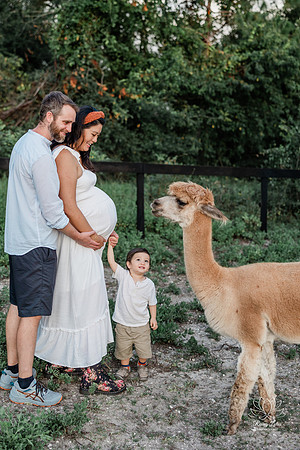 ALPACAMATERNITY-9