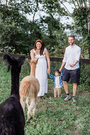 ALPACAMATERNITY-8